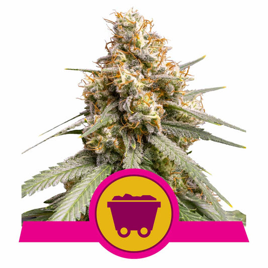 Shining Silver Haze feminisierte Cannabissamen