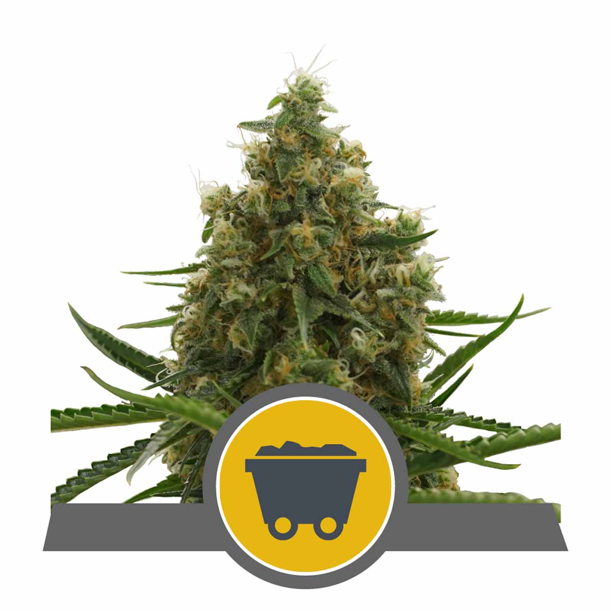 Shining Silver Haze reguläre Cannabissamen