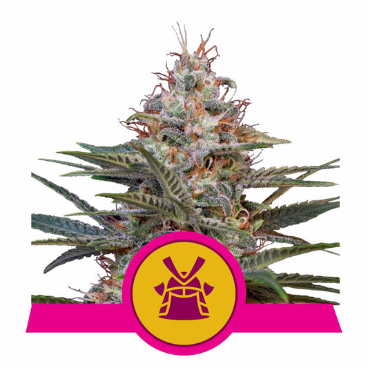 Shogun feminisierte Cannabissamen