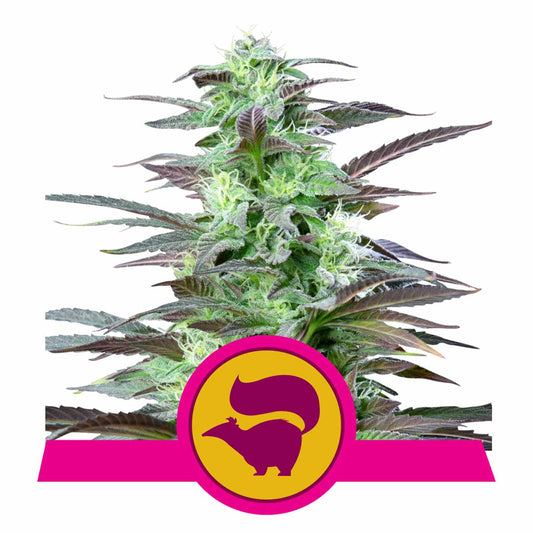 Skunk XL feminisierte Cannabissamen