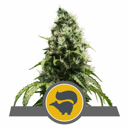 Skunk XL reguläre Cannabissamen
