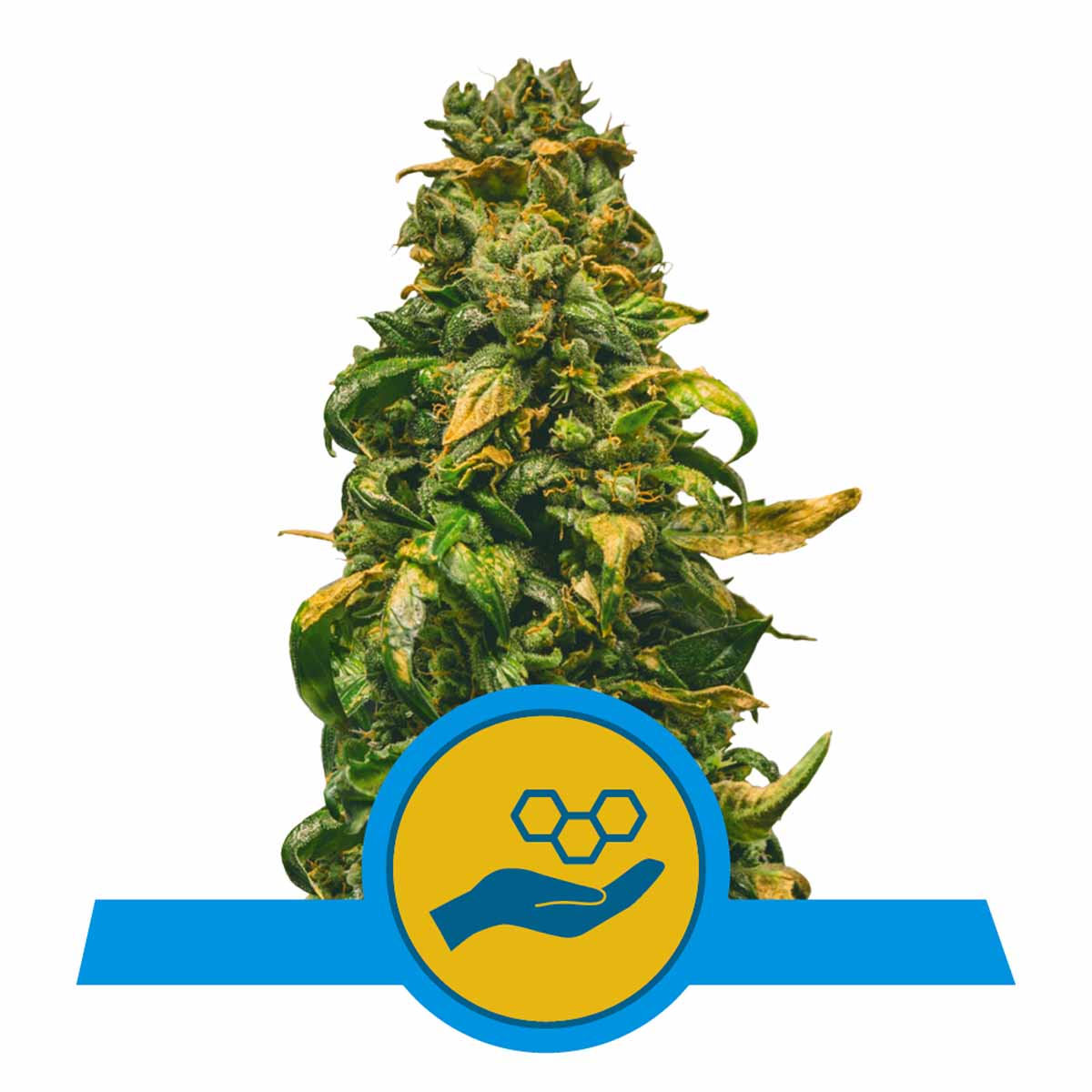 Solomatic CBD Automatic Cannabissamen