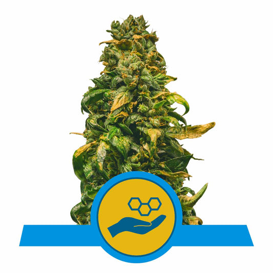 Solomatic CBD Automatic Cannabissamen