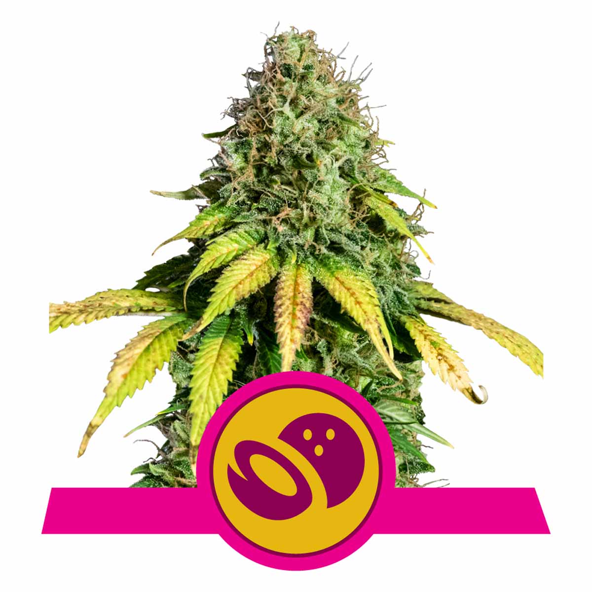 Somango XL feminisierte Cannabissamen