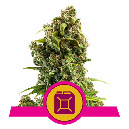 Sour Diesel feminisierte Cannabissamen