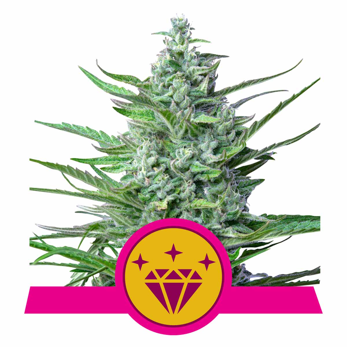 Special Kush #1 feminisierte Cannabissamen