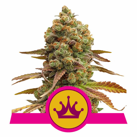 Special Queen #1 feminisierte Cannabissamen