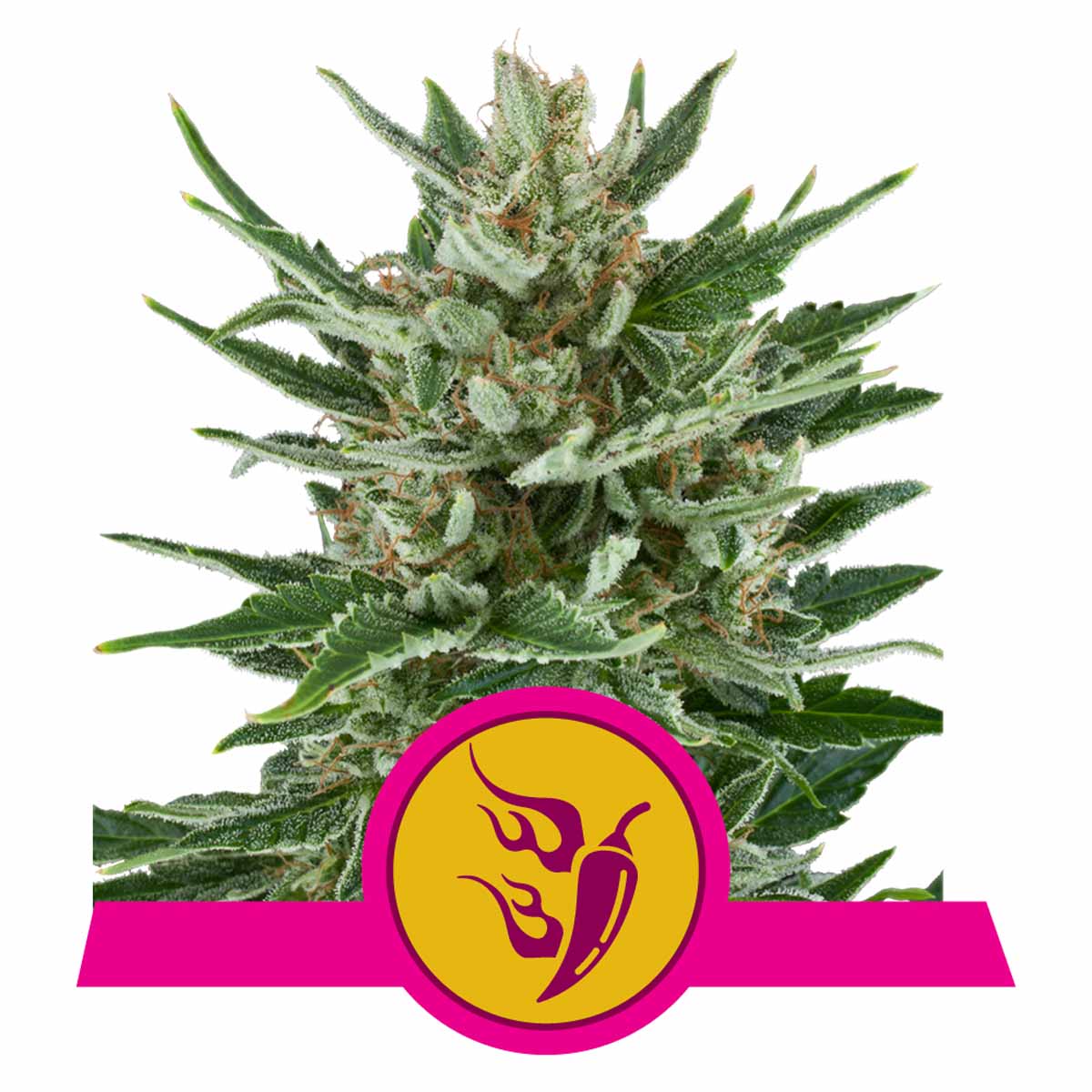 Speedy Chile FAST Version feminisierte Cannabissamen