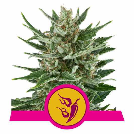 Speedy Chile FAST Version feminisierte Cannabissamen
