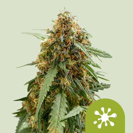 Royal Queen Seeds Sticky Queen Automatic Hanfsamen Cannabisblüte