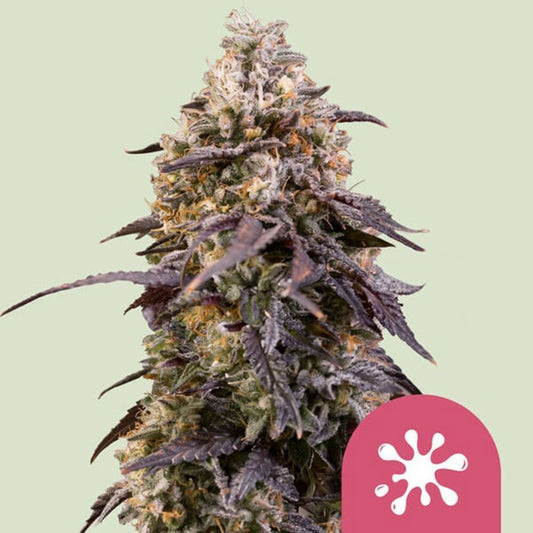 Royal Queen Seeds Sticky Queen Feminisierte Hanfsamen Cannabisblüte