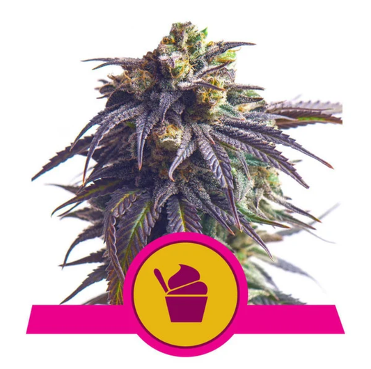 Sundae Driver feminisierte Cannabissamen