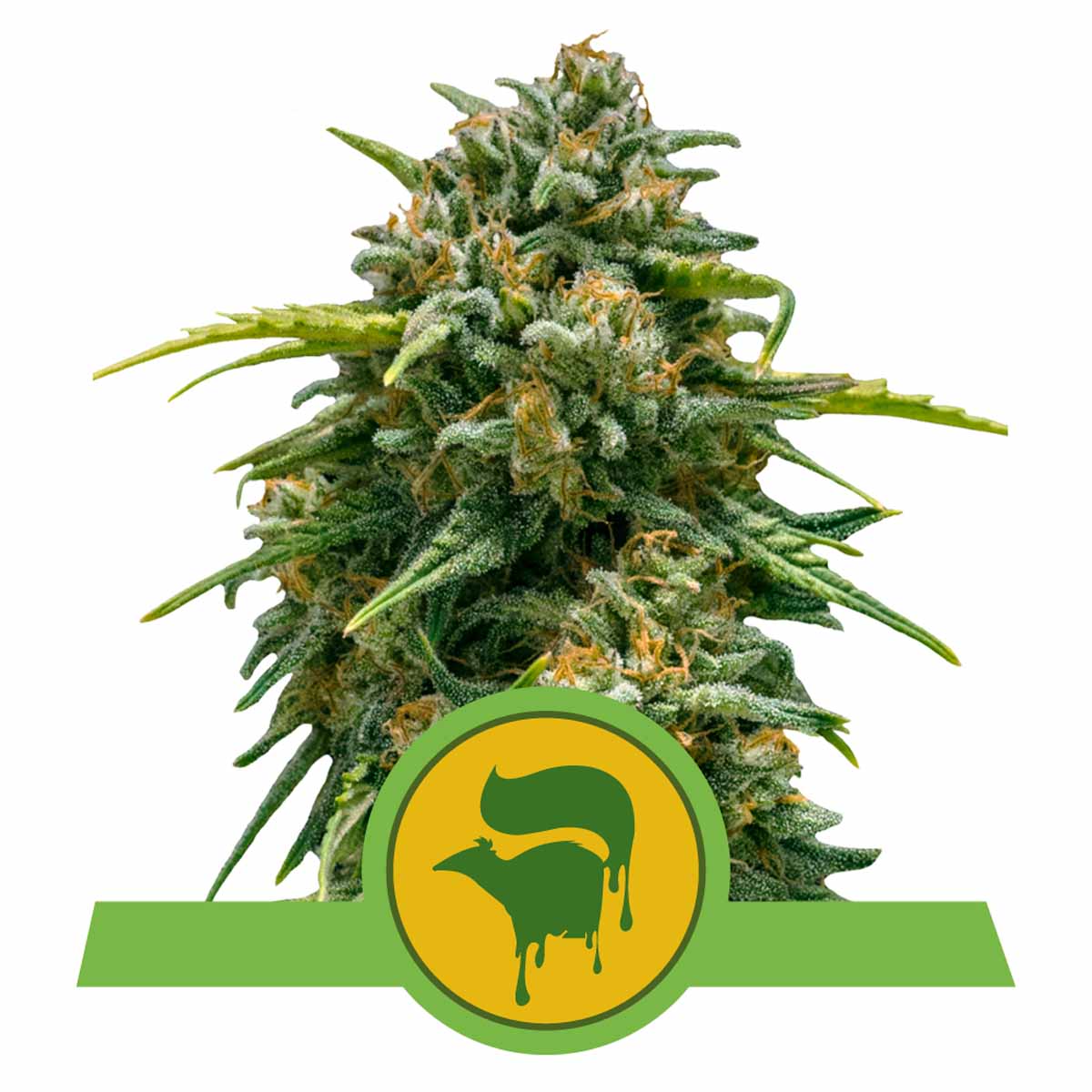 Sweet Skunk Automatic Cannabissamen