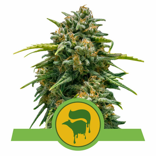 Sweet Skunk Automatic Cannabissamen