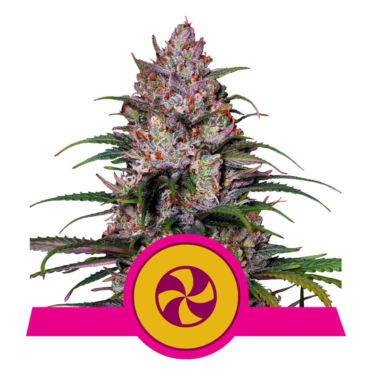 Sweet ZZ feminisierte Cannabissamen