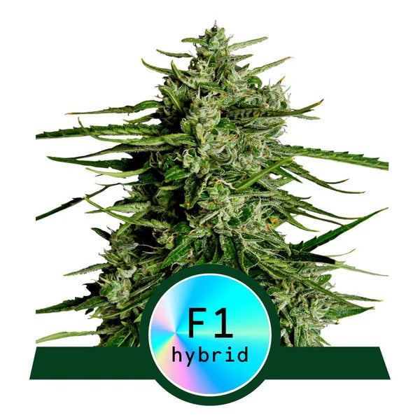Titan F1 Automatic Cannabissamen