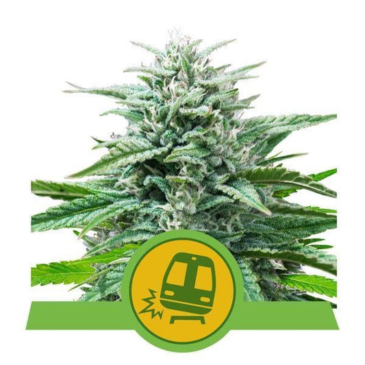 Trainwreck Automatic Cannabissamen