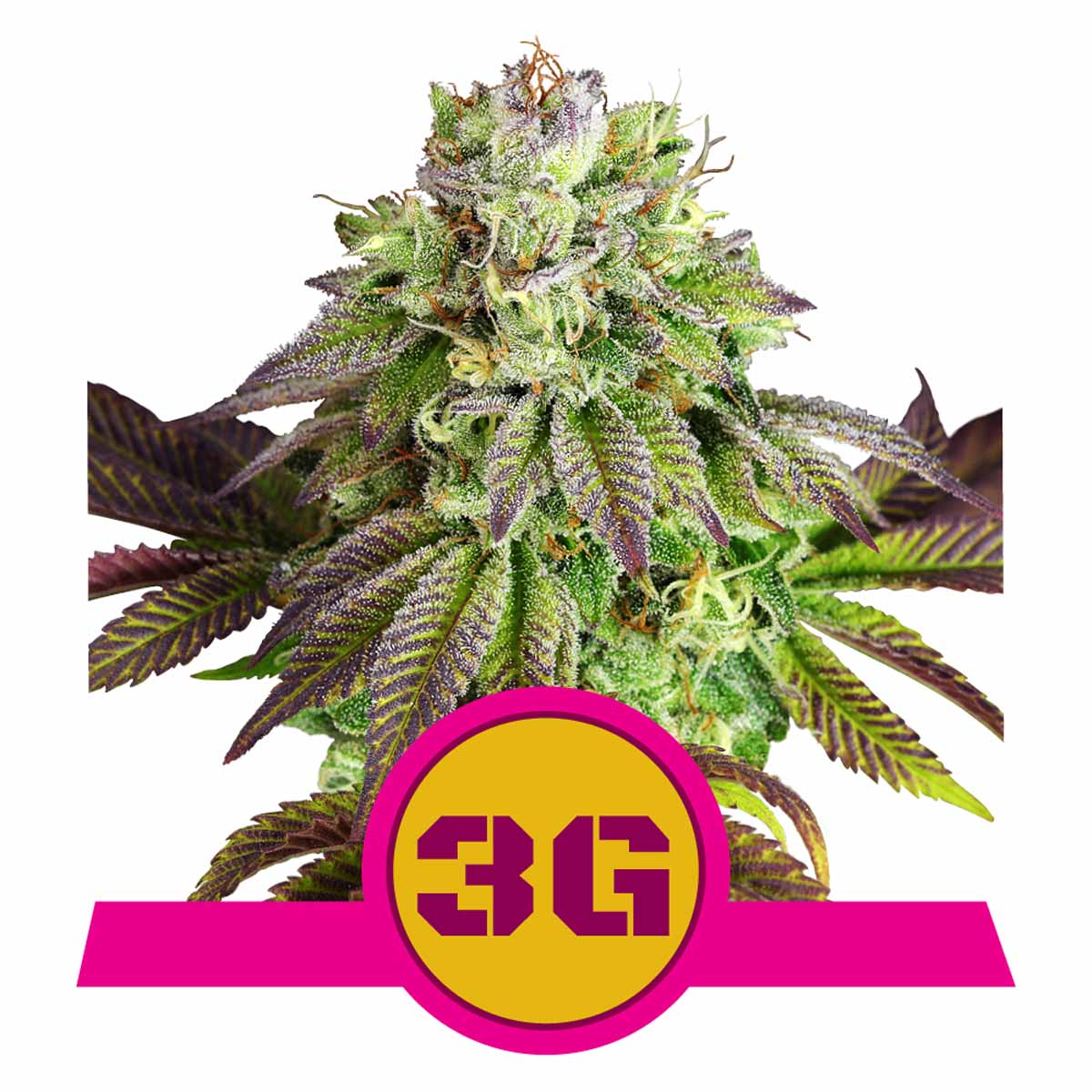 Triple G feminisierte Cannabissamen