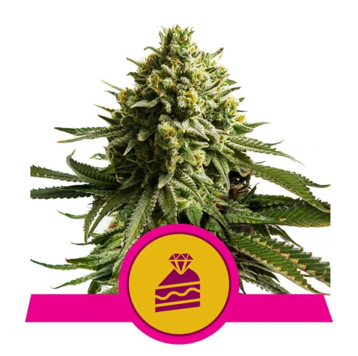 Wedding Cake feminisierte Cannabissamen