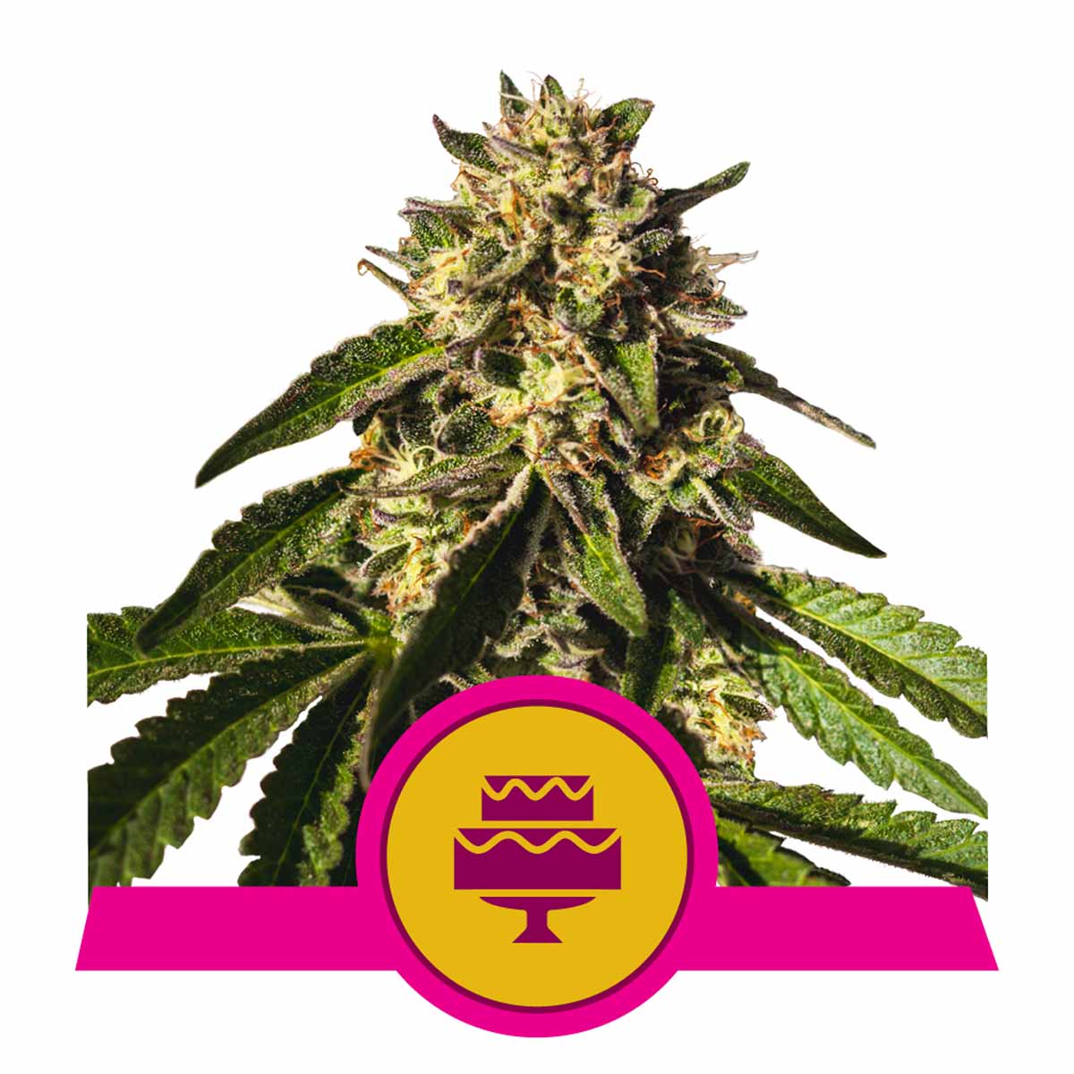 Wedding Gelato feminisierte Cannabissamen