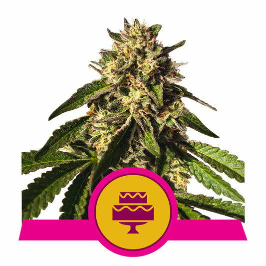 Wedding Gelato feminisierte Cannabissamen