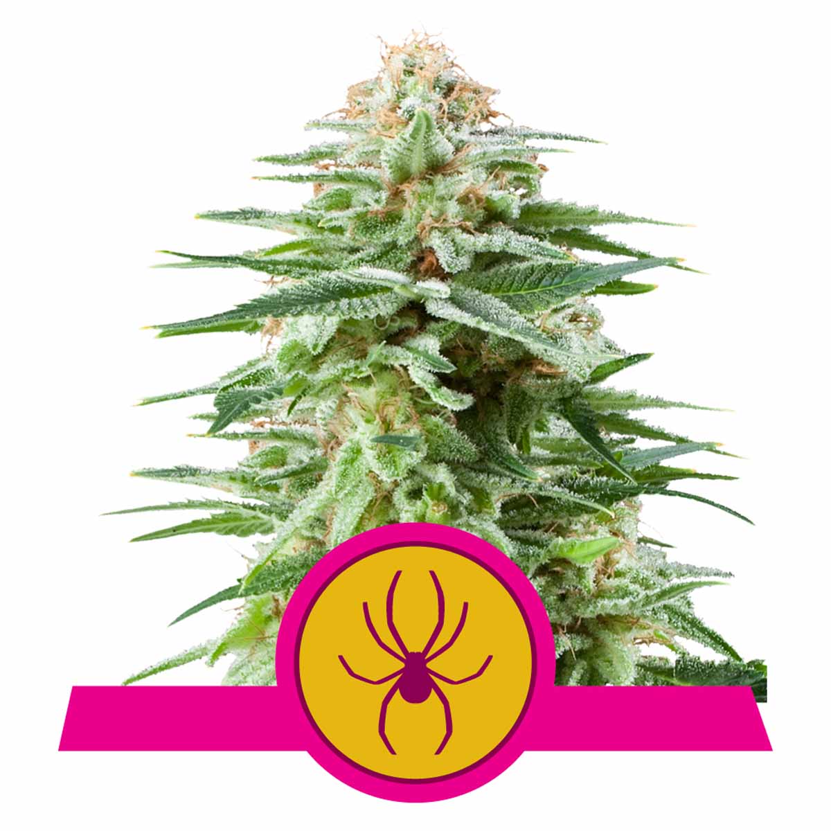 White Widow feminisierte Cannabissamen
