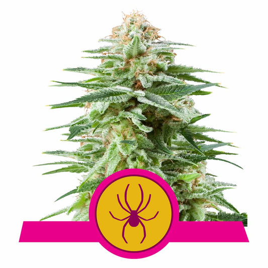 White Widow feminisierte Cannabissamen