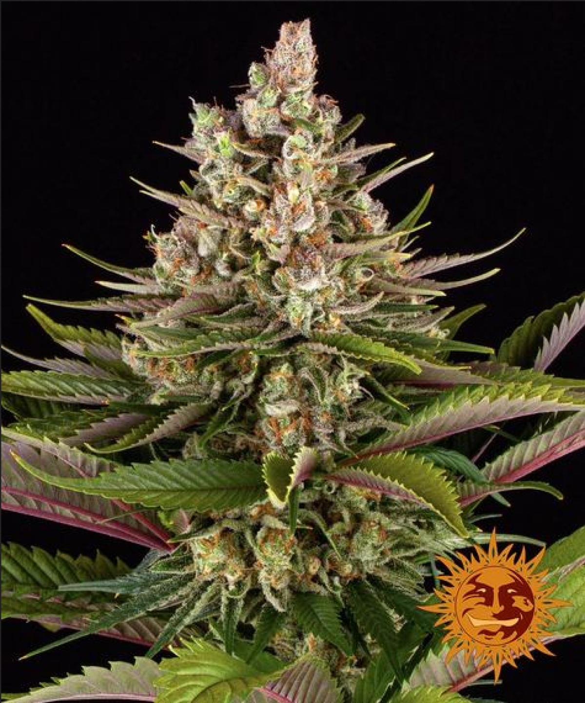 Barneys Farm Girl Scout Cookies Feminisierte Hanfsamen