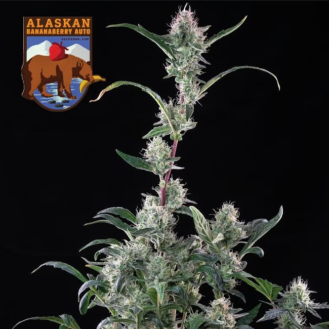 Alaskan Bananaberry Automatic Cannabissamen