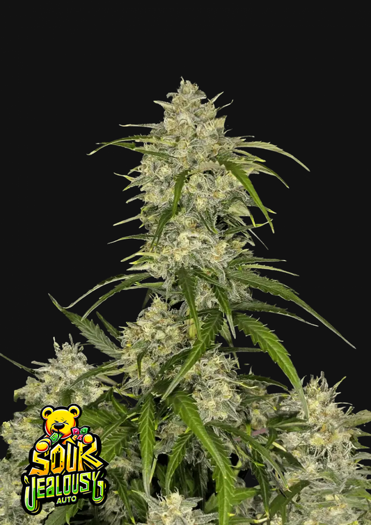 Fast Buds Sour Jealousy automatic Hanfsamen