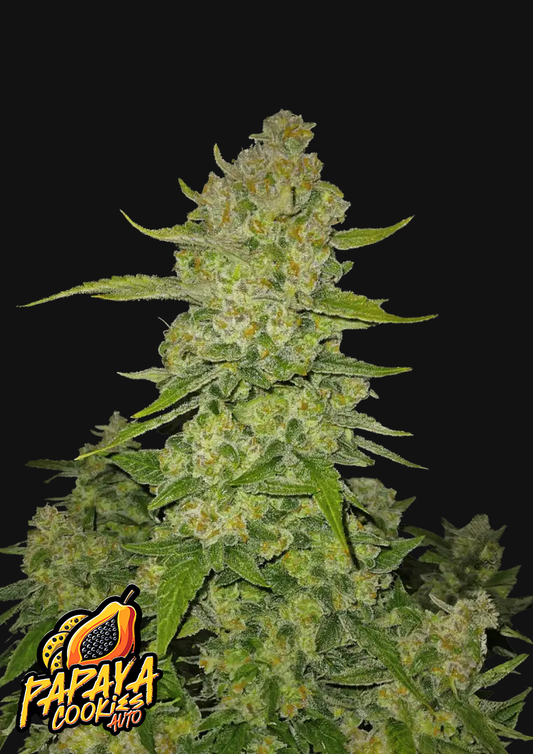 Fast Buds Papaya Cookies Automatic Hanfsamen