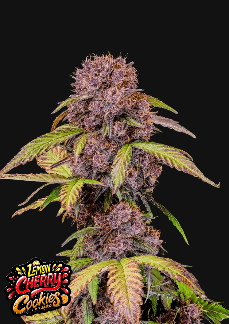 Fast Buds Lemon Cherry Cookies Automatic Hanfsamen