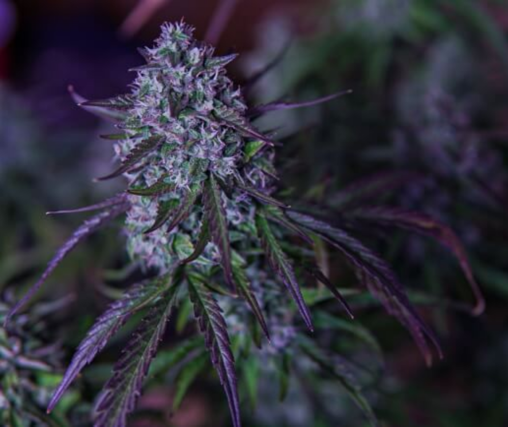 Mephisto Genetics 3Wok OG Automatic Hanfsamen