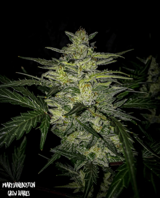 Skylar White Automatic Cannabissamen