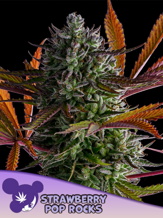 Anesia Seeds Strawberry Pop Rocks Feminisierte Cannabissamen Blüte