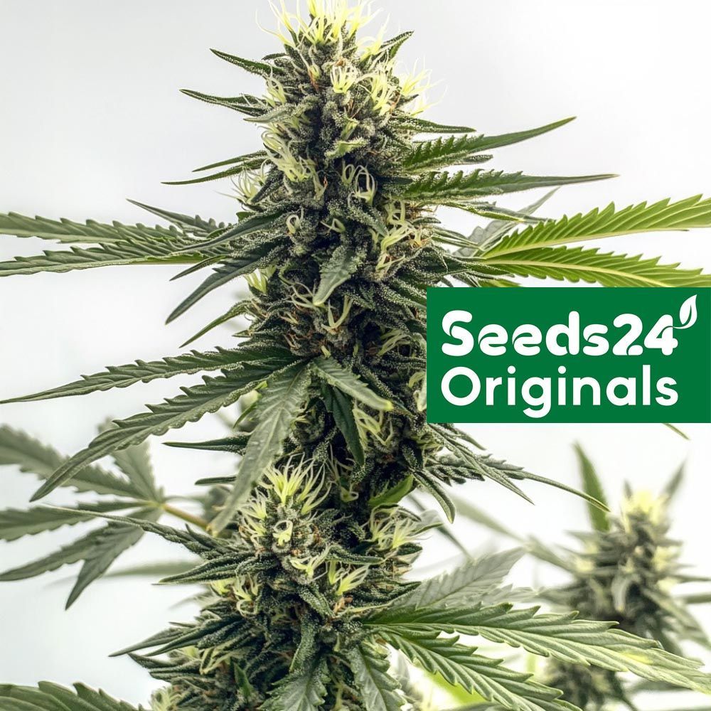 Seeds24 Originals AK-47 Hanfsamen Blüte