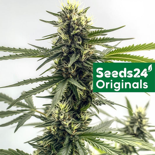 Seeds24 Originals AK-47 Hanfsamen Blüte