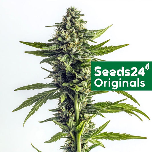 Seeds24 Amnesia Haze Cannabis Blüte