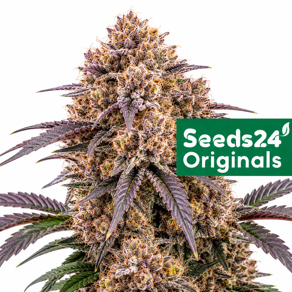 Seeds24 Apple Fritter Auto Cannabis Blüte
