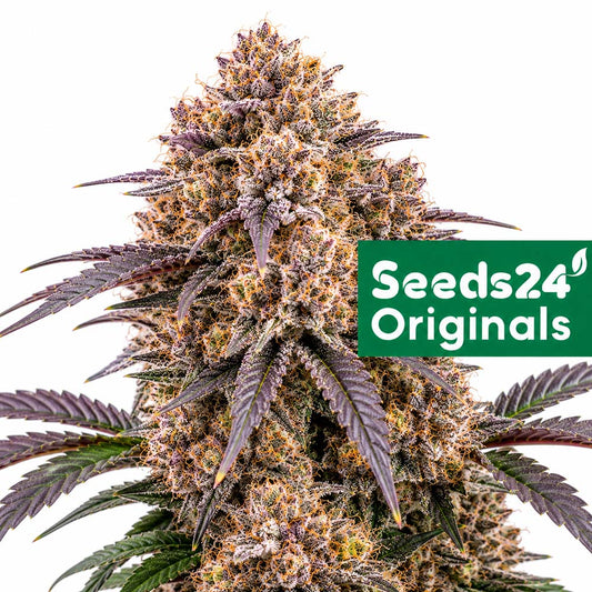 Seeds24 Apple Fritter Auto Cannabis Blüte