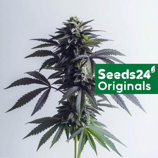 Seeds24 Blue Dream Cannabis Blüte