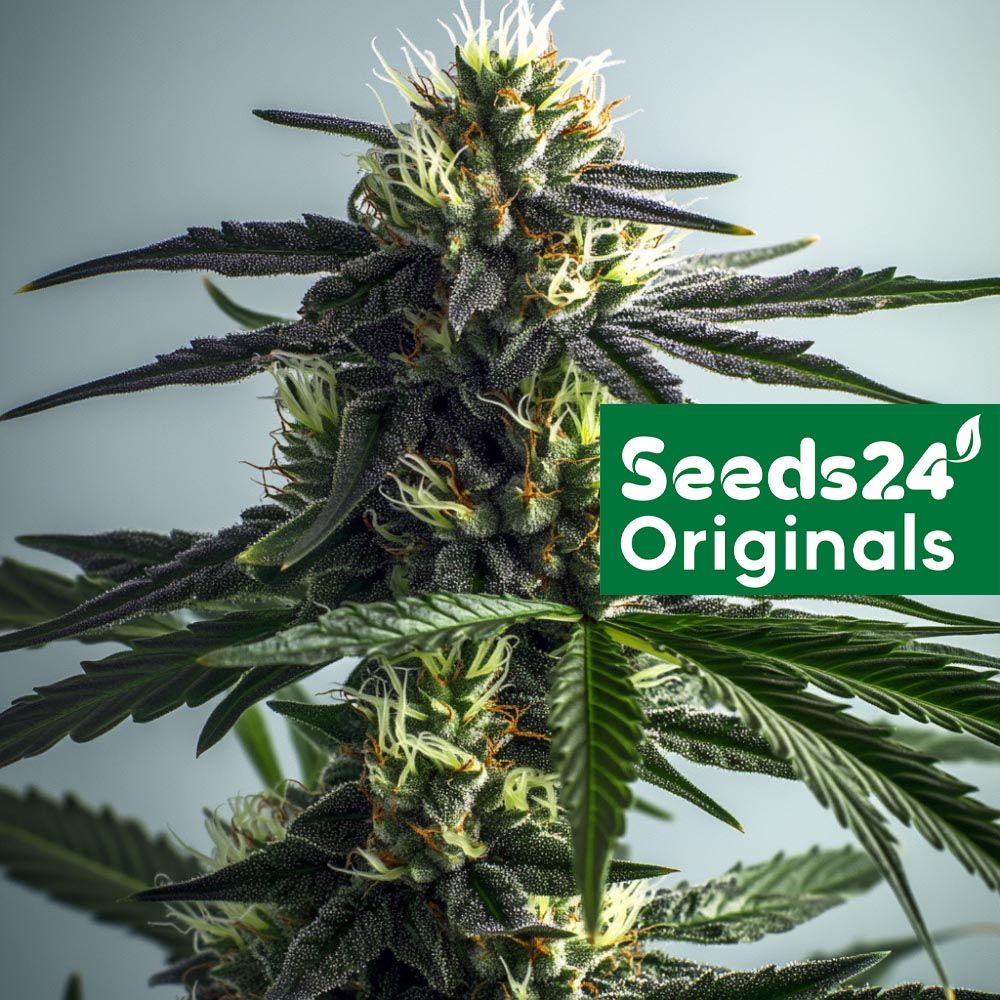 Seeds24 Bruce Banner Auto Cannabis Blüte