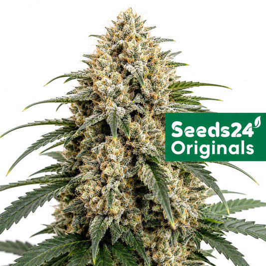 Seeds24 Chemdog Auto Cannabis Blüte