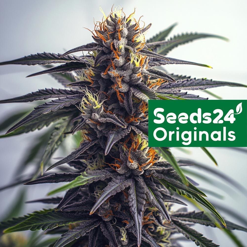 Seeds24 Critical x Ak47 Cannabis Blüte