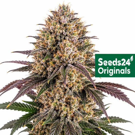 Seeds24 Forbidden Fruit Auto Cannabis Blüte