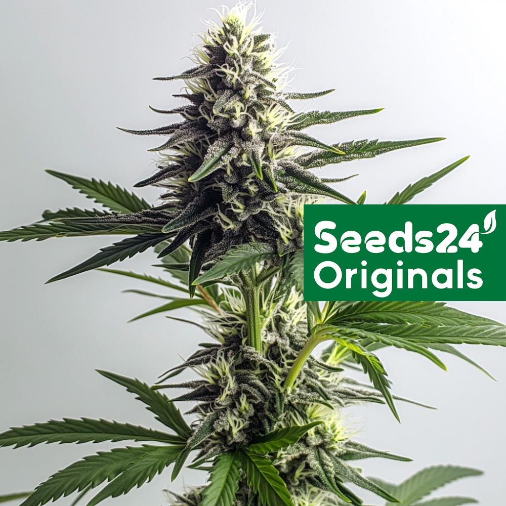 Seeds24 Gorilla Glue #4 Auto Cannabis Blüte