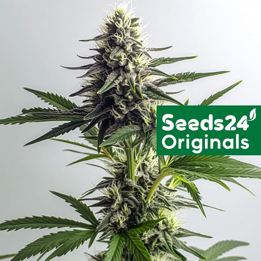 Seeds24 Gorilla Glue #4 Auto Cannabis Blüte