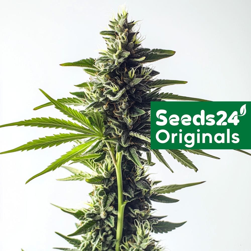 Seeds24 Green Poison F1 Auuto Cannabis Blüte