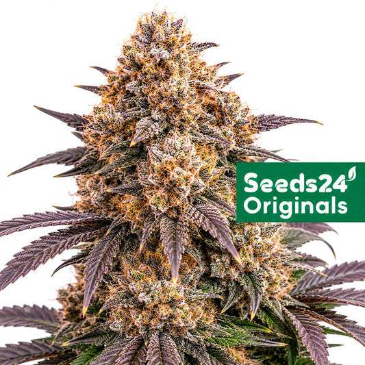 Seeds24 Mimosa Cake Auto Cannabis Blüte