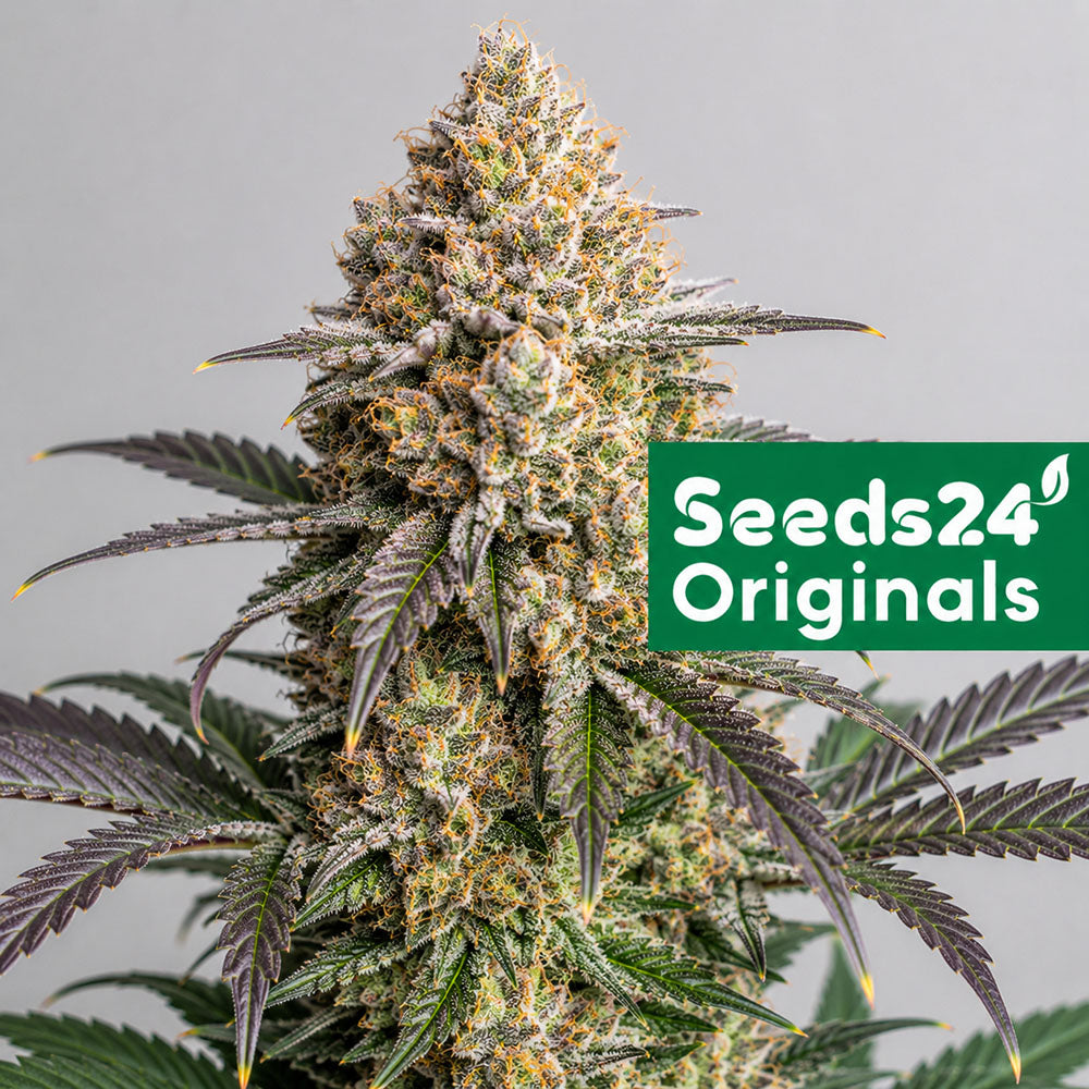 Seeds24 Mimosa F1 Cannabis Blüte 